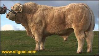 Charolais Bull Cresus at Sligo AI wwwsligoaicomwmv [upl. by Anaoy]