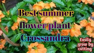 How to grow Crossandra flower plant by cutting  Evergreen flower plant for summer garden [upl. by Notanhoj]