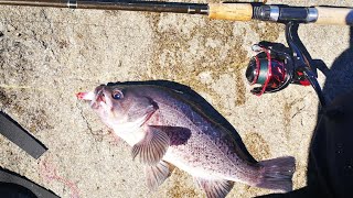 How To Fish for Black Rockfish from The Jetty  Jetty Fishing 08072022  Westport Jetty Fishing WA [upl. by Eilyac126]