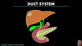 HEPATO PANCREATIC DUCT SYSTEM  DIGESTIVE SYSTEM [upl. by Ayifas63]