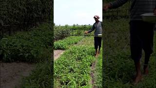 Topdressing in Water Spinach Field shorts [upl. by Jacquelin]