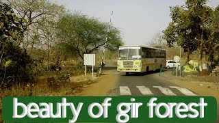 Sasan Gir Forest Roadtrip  beauty of gir forest  Devalia safari park [upl. by Pincas]