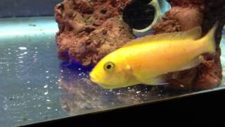 Red zebra holding mouth brooding african cichlids [upl. by Eendys650]