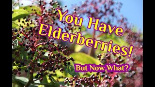 You Have Elderberries Now What  10 Recipes [upl. by Gnuhp]