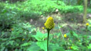 Medicinal Plant  Spilanthes Acmella  Toothache Plant [upl. by Kimmy]