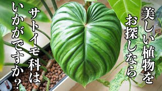 【PLANT TOUR】窓際の棚を購入｜植物ツアー【サトイモ科・アロイド】 [upl. by Ainolopa]