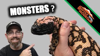 Venomous Gila Monsters  What makes them Monsters  Ep 95 [upl. by Aneeh]