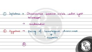 Which stage of meiotic prophase shows terminalisation of chiasmata as its distinctive feature [upl. by Sixela]