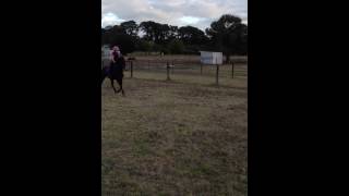 Coleemyn Park Jamaica 2  Welsh Pony For Sale [upl. by Julia]