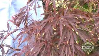 How To Care For Your Japanese Maple Trees [upl. by Ula]