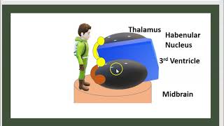 3 Minutes Neuroanatomie Le diencéphale LHypothalamus LHypophyse Le Système Limbique Fonction [upl. by Janka334]