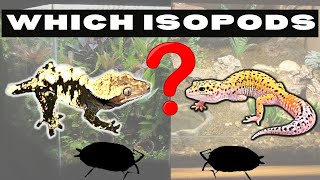 Which Isopod to choose for my Crested Gecko or Leopard Gecko Enclosure [upl. by Nam]