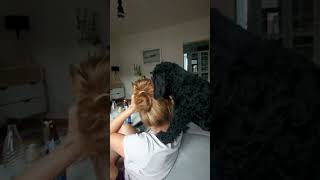 Dog Loves Nibbling On Pet Parents Hair [upl. by Allemrac]