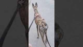 Heera 💎 greyhound dog 👌❤️greyhound dog heera shorts shortvideo viralshort [upl. by Radu]