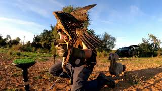 Adiestramiento halcon peregrino Falconry peregrine falcon Capitulo4 El señuelo FALCO PEREGRINUS [upl. by Whiffen]