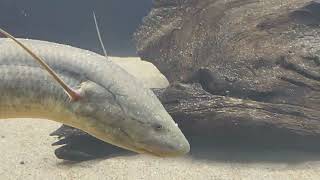 Protopterus annectens  african lungfish [upl. by Gnolb995]