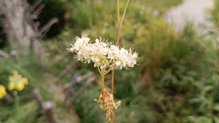 OLMARIA COMUNE  FILIPENDULA OLMARIA  Filipendula ulmaria Rosaceae [upl. by Yliram]