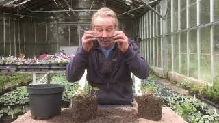 How to split hardy geraniums cranesbill geraniums in March or April stinkyditchnursery750 [upl. by Ancier]