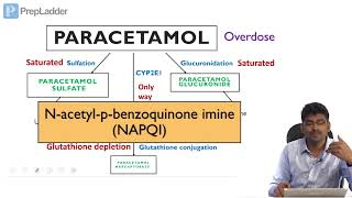 Paracetamol toxicity  Biochemical Basis  Lecture [upl. by Nauqit]