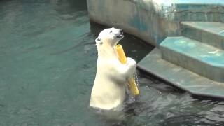 Milk the one year old polar bear cub plays with a plastic tube 2 at Kushiro Zoo Japan [upl. by Mila145]