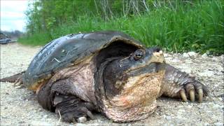 Huge Texas Snapping Turtle [upl. by Ramedlaw]