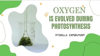 Oxygen Evolved during Photosynthesis  Hydrilla Experiment  Science Practical  Osanda amp Onithi [upl. by Ahsitauq]