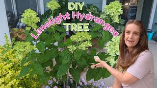 How To Train a Limelight Hydrangea into a TREE Create a Limelight Standard  DIY Treeform Hydrangea [upl. by Lankton599]