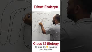 Dicot Embryo  Class 12 Biology dhimansbiology biologyclass12 embryo [upl. by Dirgni]