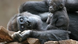 HD Gorillamum with Young monkeys  Monkey [upl. by Aniv]