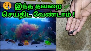 My fish tank set up at home  Aquarium setup in Tamil  முதல் நாளே ஒரு மீன் இறந்து போச்சு [upl. by Sillig429]