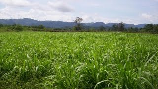 Características del Ensilaje de Maiz y Pasto Tifton 85  TvAgro por Juan Gonzalo Angel [upl. by Towbin]