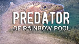 Large Rainbow Trout Eats Caddis Larva Mayfly Nymphs and Snails in Rainbow Pool  Fly Fishing Waters [upl. by Dylan]