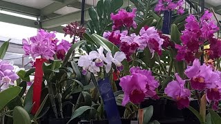 Exposición de orquídeas en CasaFlora Vivarium [upl. by Iot]