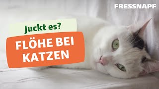 Flöhe bei der Katze [upl. by Eisse]