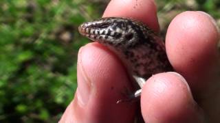 Ocellated skink [upl. by Gaiser974]