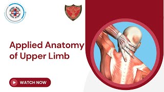 Applied Anatomy of Upper Limb [upl. by Pfosi966]