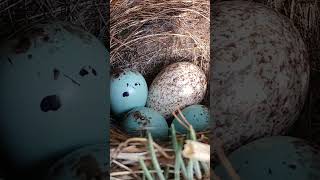 Sparrow nest hosting a brownheaded cowbird egg [upl. by Slade292]