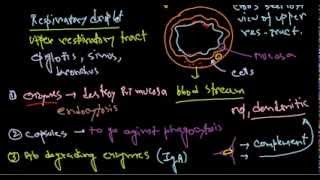 Haemophilus influenzae pathogenesis [upl. by Annayek353]