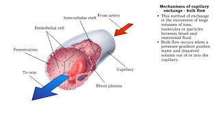Mechanisms of capillary exchange transcytosis amp bulk flow [upl. by Pedersen]