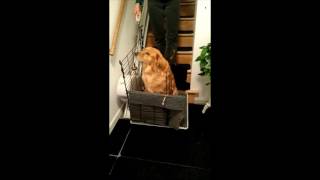 THE DOG E VATOR stairlift for your pet [upl. by Annora]