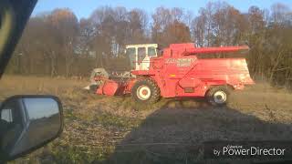 Massey Ferguson 850 combine harvester harvesting soybeans [upl. by Ardnua]