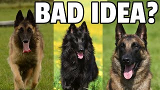 8 Things to Know Before Getting a Belgian Shepherd Dog [upl. by Bowie]