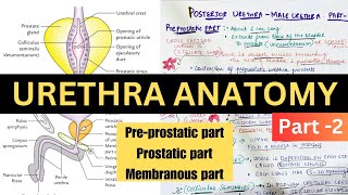 URETHRA ANATOMY  2  PROSTATIC URETHRA  POSTERIOR URETHRA [upl. by Otrebireh]