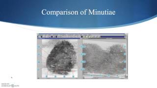 Fingerprint Analysis Part 3 Minutiae [upl. by Natal619]