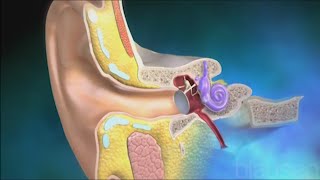 Utricle and Saccule balance and equillibrium [upl. by Garrik]