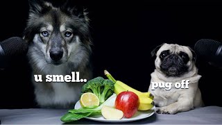 Wolf Dog Reviews Food With Pug [upl. by Ninazan]