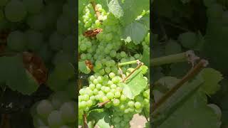 Chardonnay Week at Rombauer Vineyards  Day 1 [upl. by Lan]