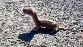 A Strange Baby Animal Appears In The Middle Of The Road What Happens Next Is Unbelievable [upl. by Fife833]