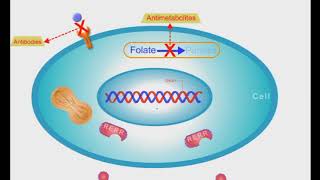 Anticancer Drugs short animation video [upl. by Meneau84]