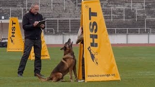 Working Dog FCI IPO World Championships 2014 Malmö Sweden [upl. by Ecienaj30]